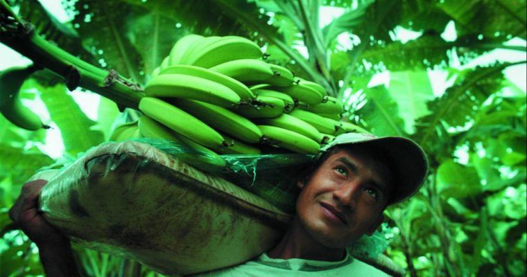 Ci sono banane buone… … e ci sono banane migliori!