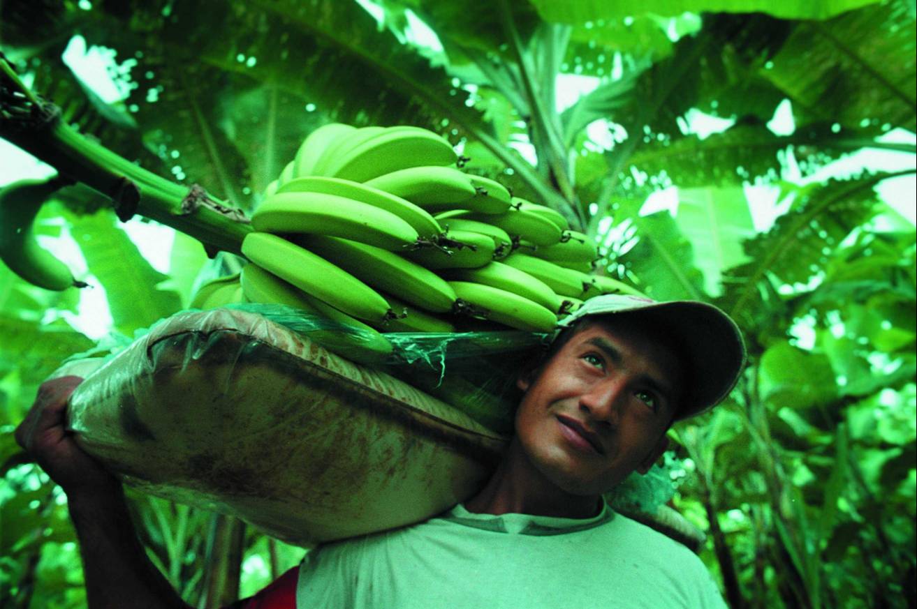 Ci sono banane buone… … e ci sono banane migliori!