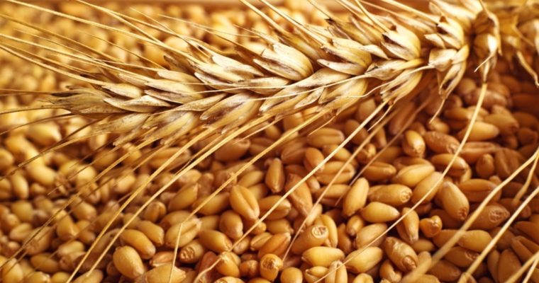 Ottobre: cereali antichi a filiera corta