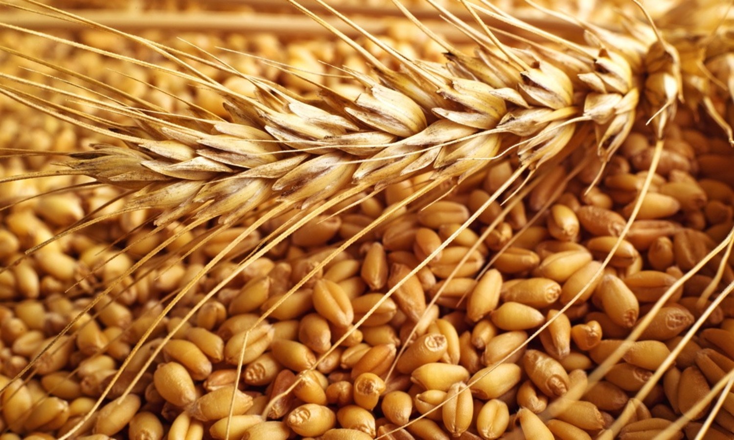 Ottobre: cereali antichi a filiera corta
